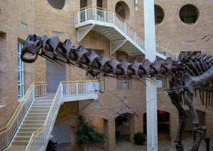 Argentinosaurus located in the Fernbank Museum. photo credit: http://www.fernbankmuseum.org/explore/permanent-exhibitions/giants-of-the-mesozoic/